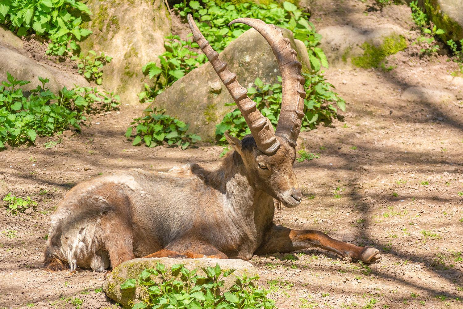 Alpensteinbock