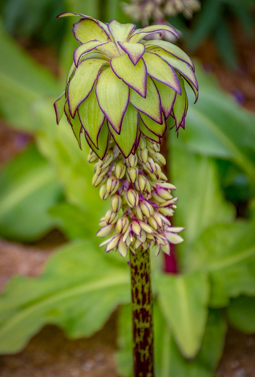 Ananasblume