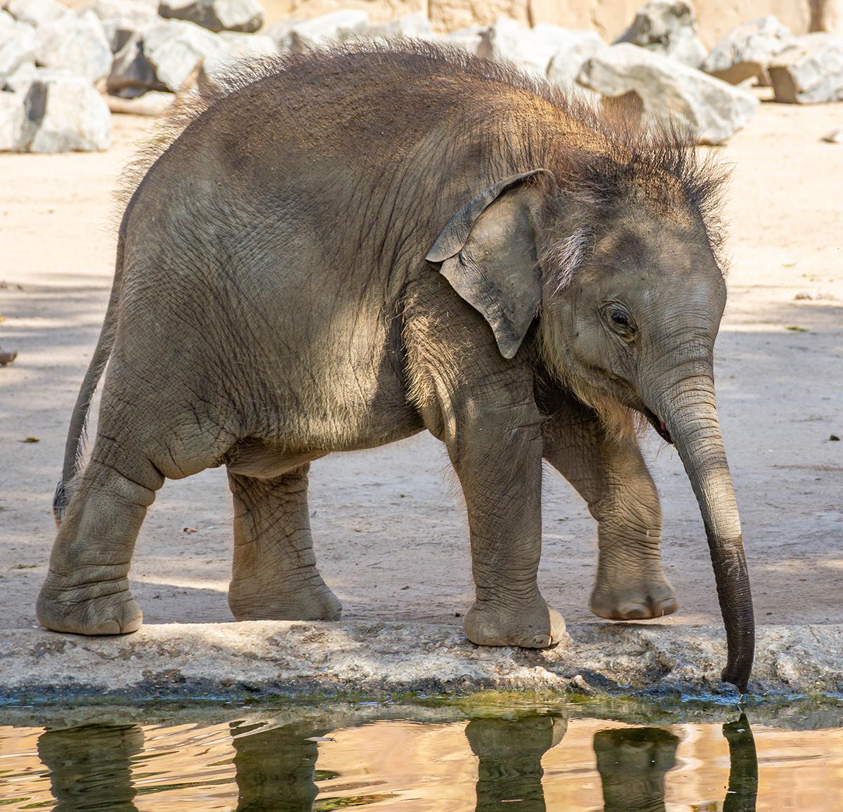 Ben Lòng - Leipziger Zoo