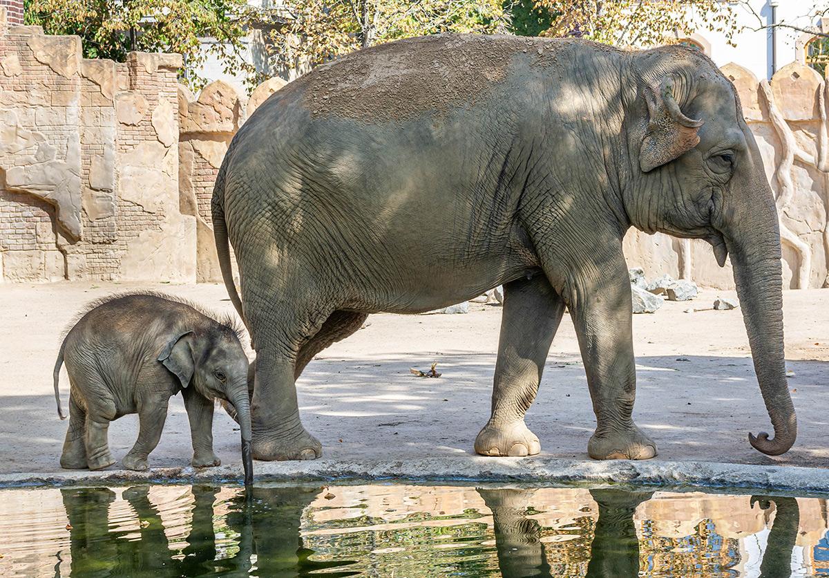 Ben Lòng mit seiner Tante - Leipziger Zoo