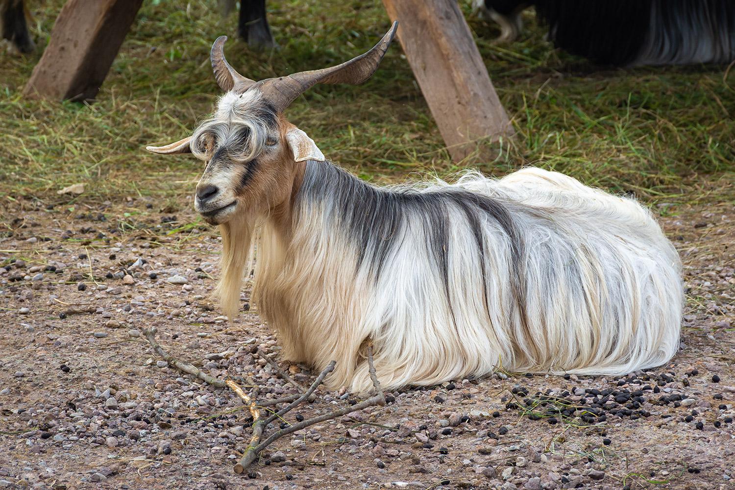 Bulgarische Langhaarziege
