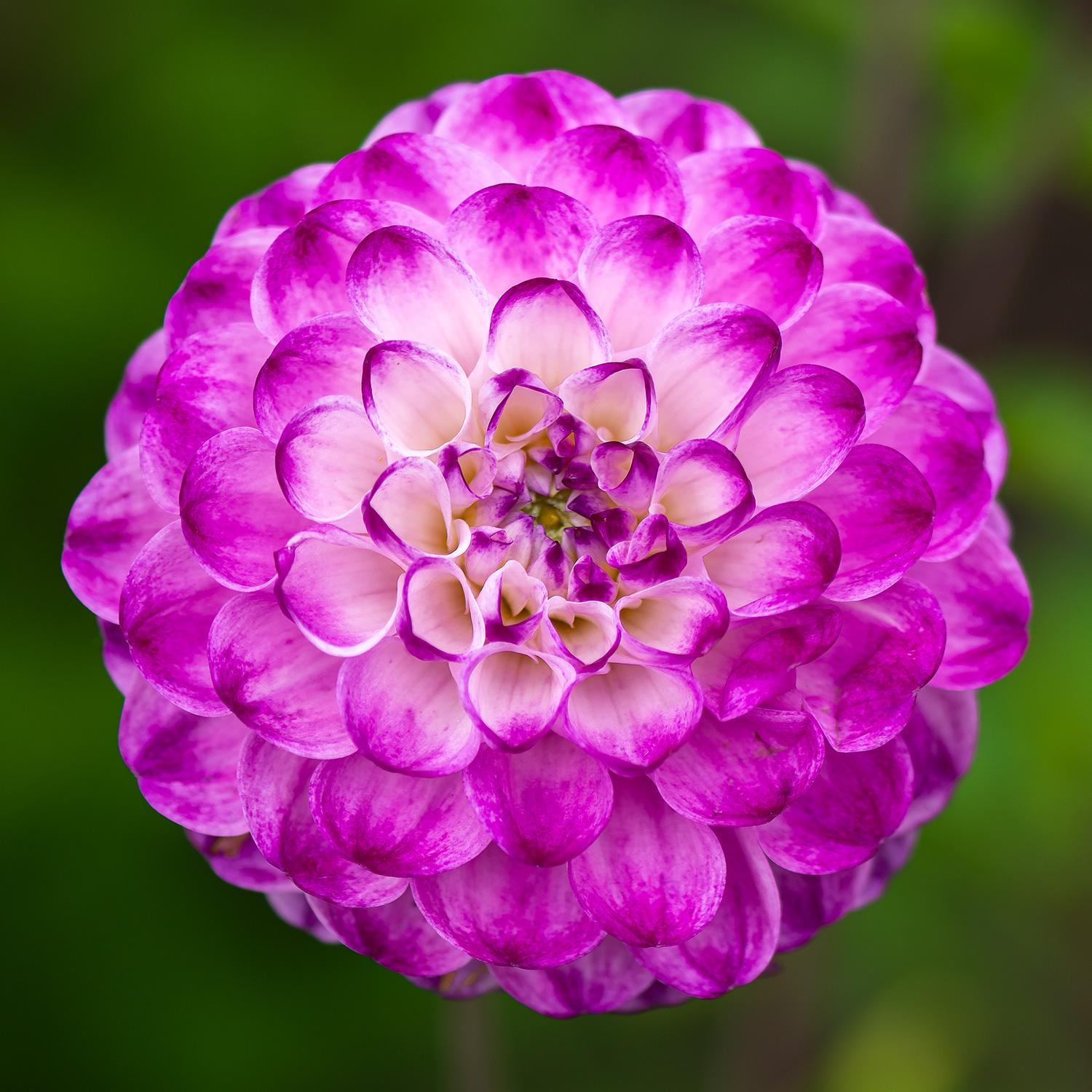 Dahlia "Jugendstil" - Balldahlie