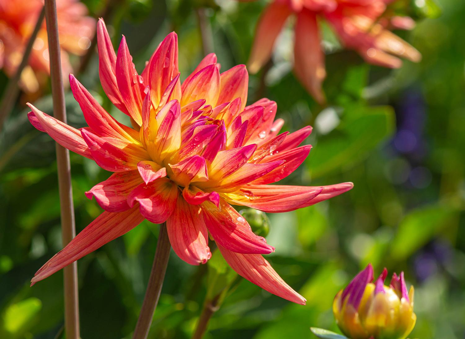 Dahlia Karma Corona