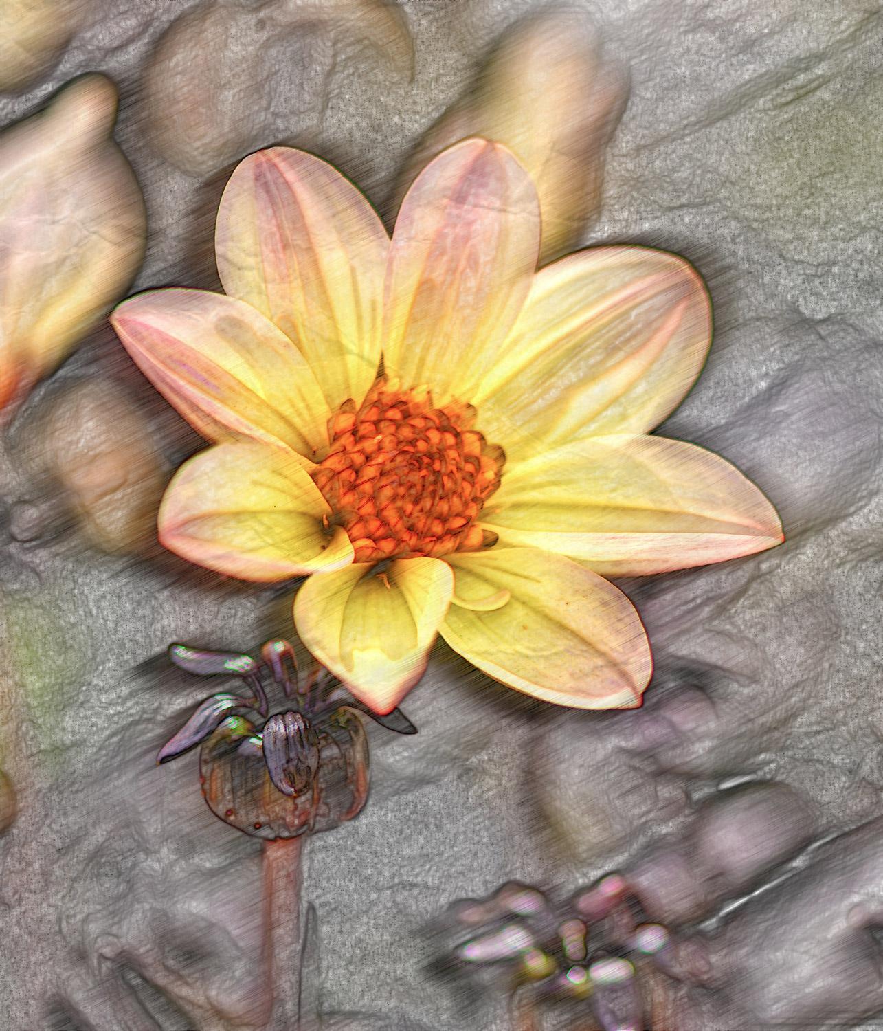 Dahlie - Lubega Dark Velvet (Buntstiftzeichnung)