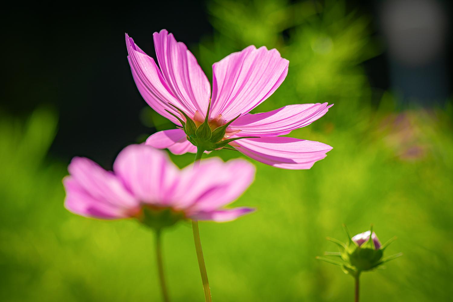 Dahlienfamilie - Merck-Dahlie