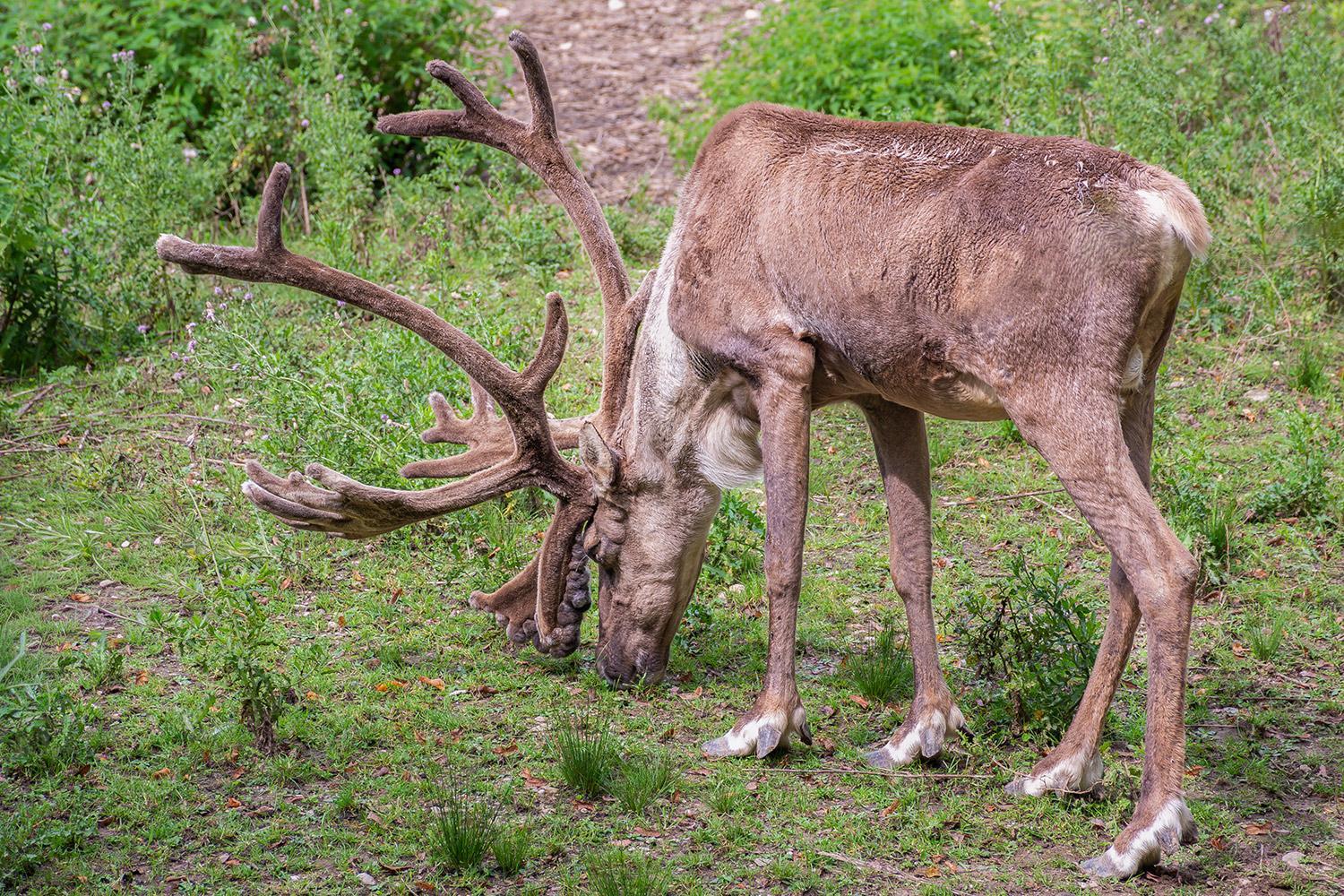 Das Europäische Waldrentier