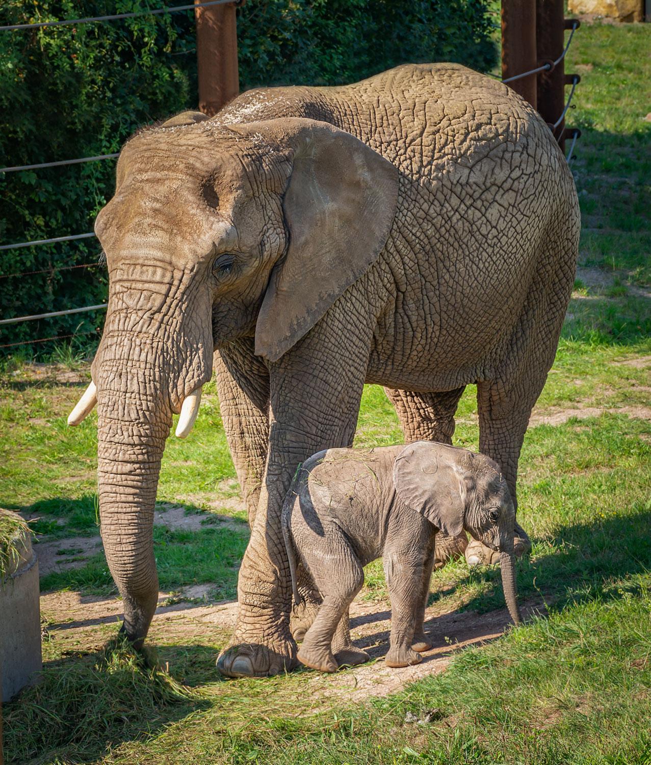 Der Star im Thüringer Zoopark Erfurt