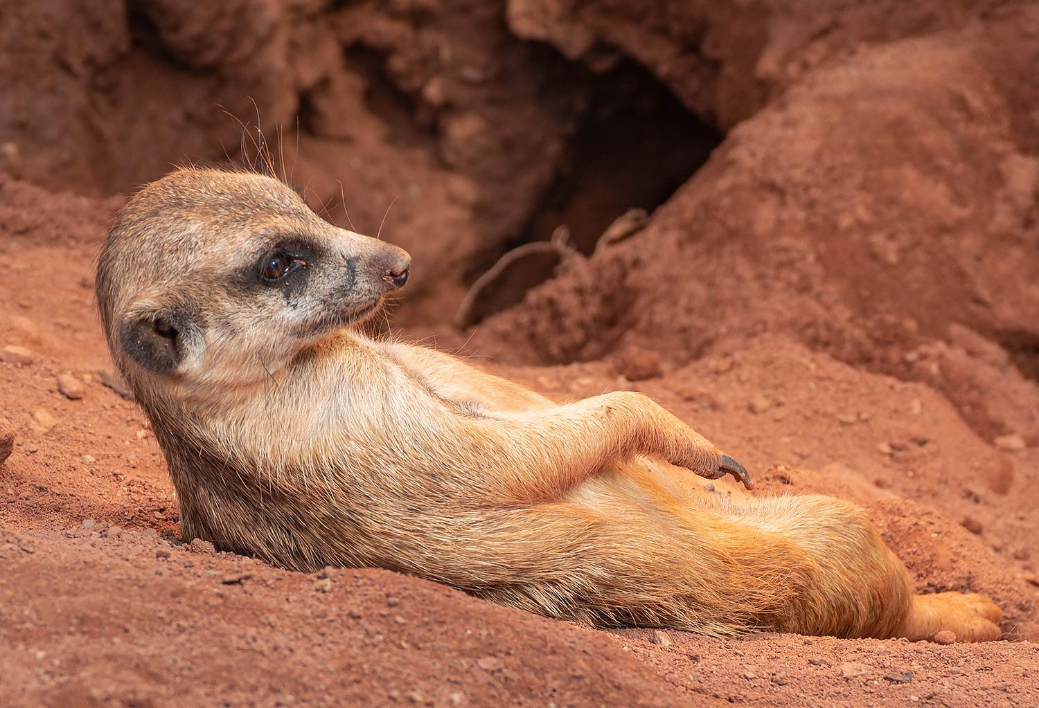 Erdmännchen beim Sonnenbad