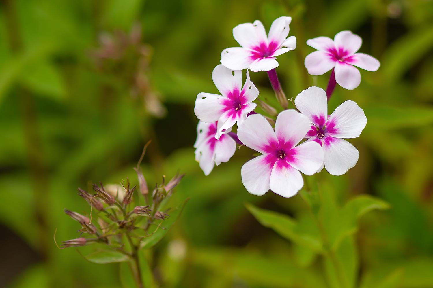 Flammenblume
