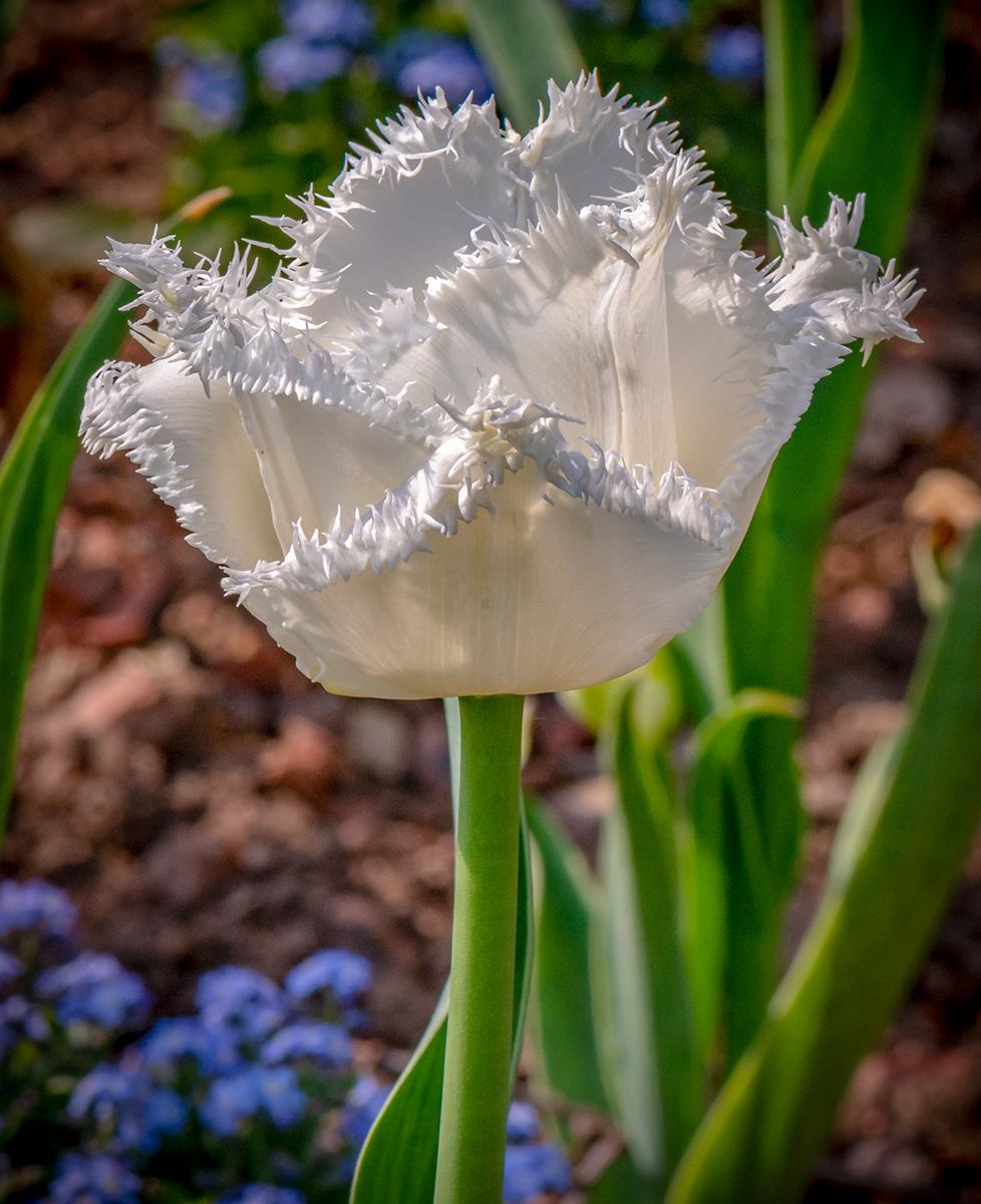 Gefranste Tulpe