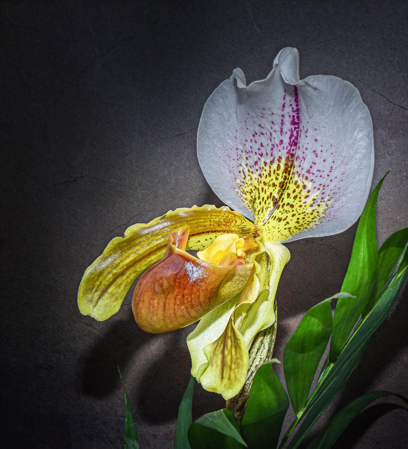 Gelber Frauenschuh - Orchidee