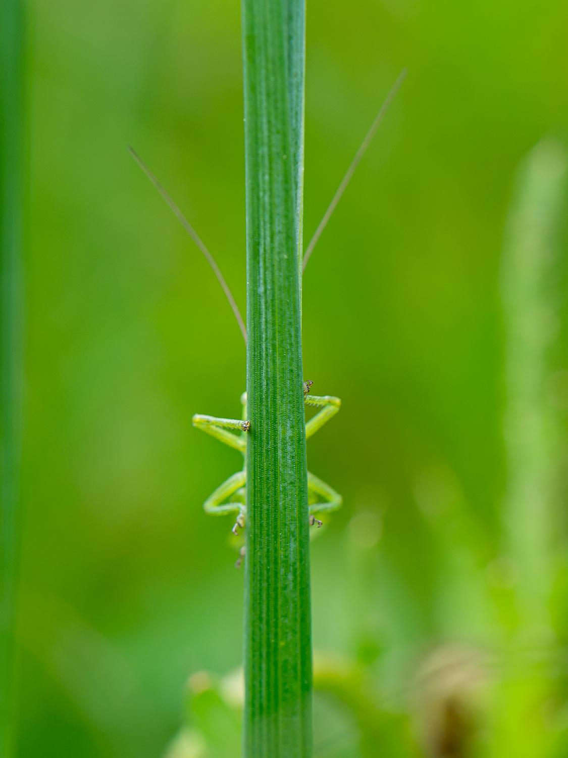 Hinterm Halm