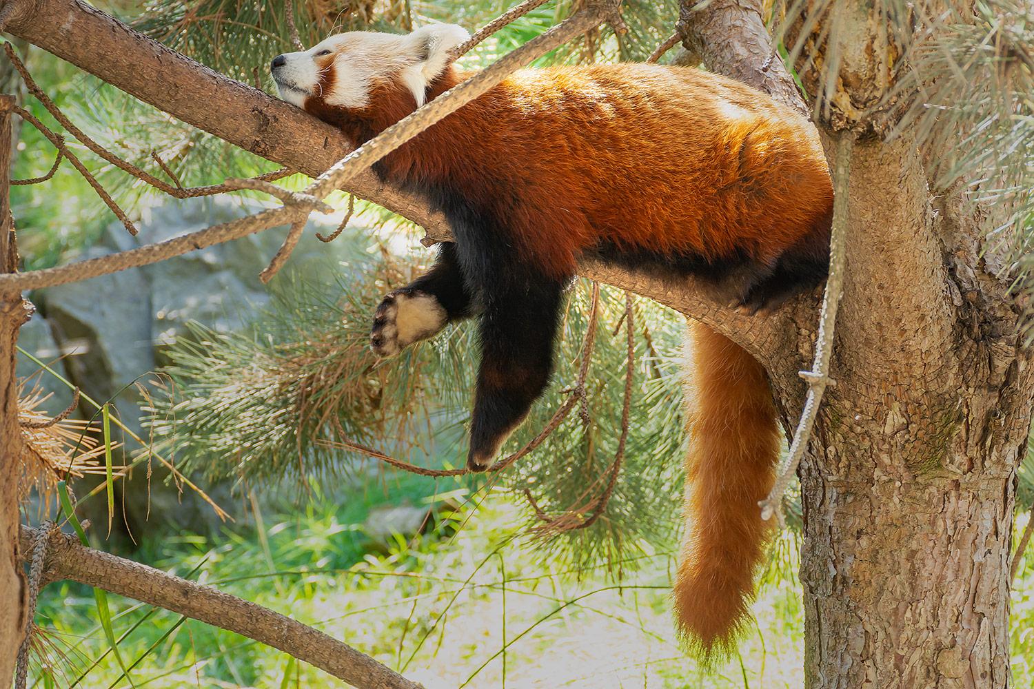 Kleiner Pandabär - Einfach mal abhängen