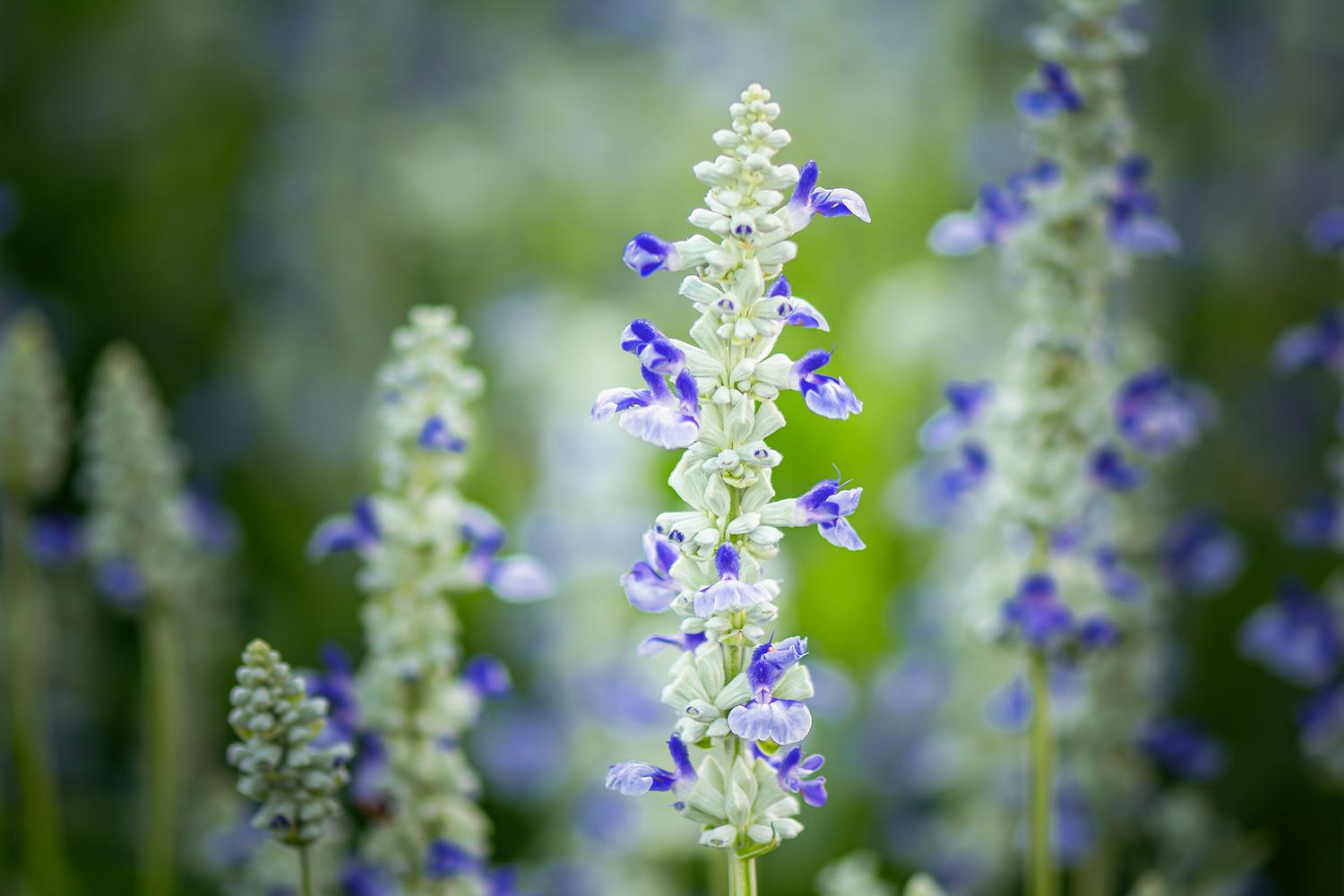 Mehliger Salbei - sallyfun sky blue