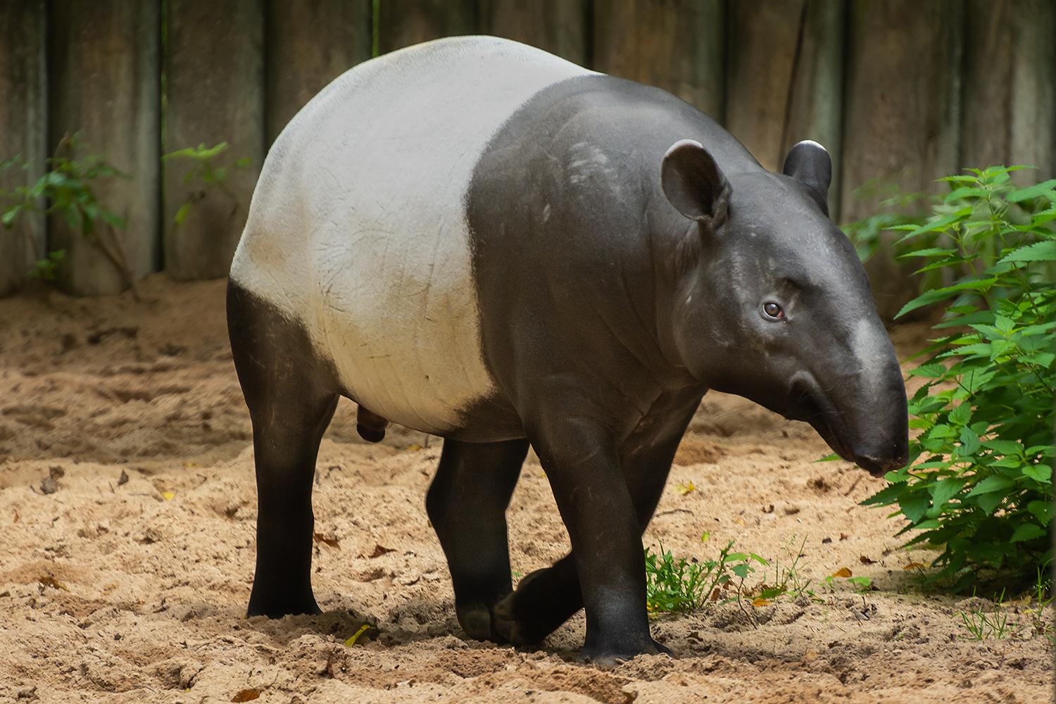 Schabrackentapir