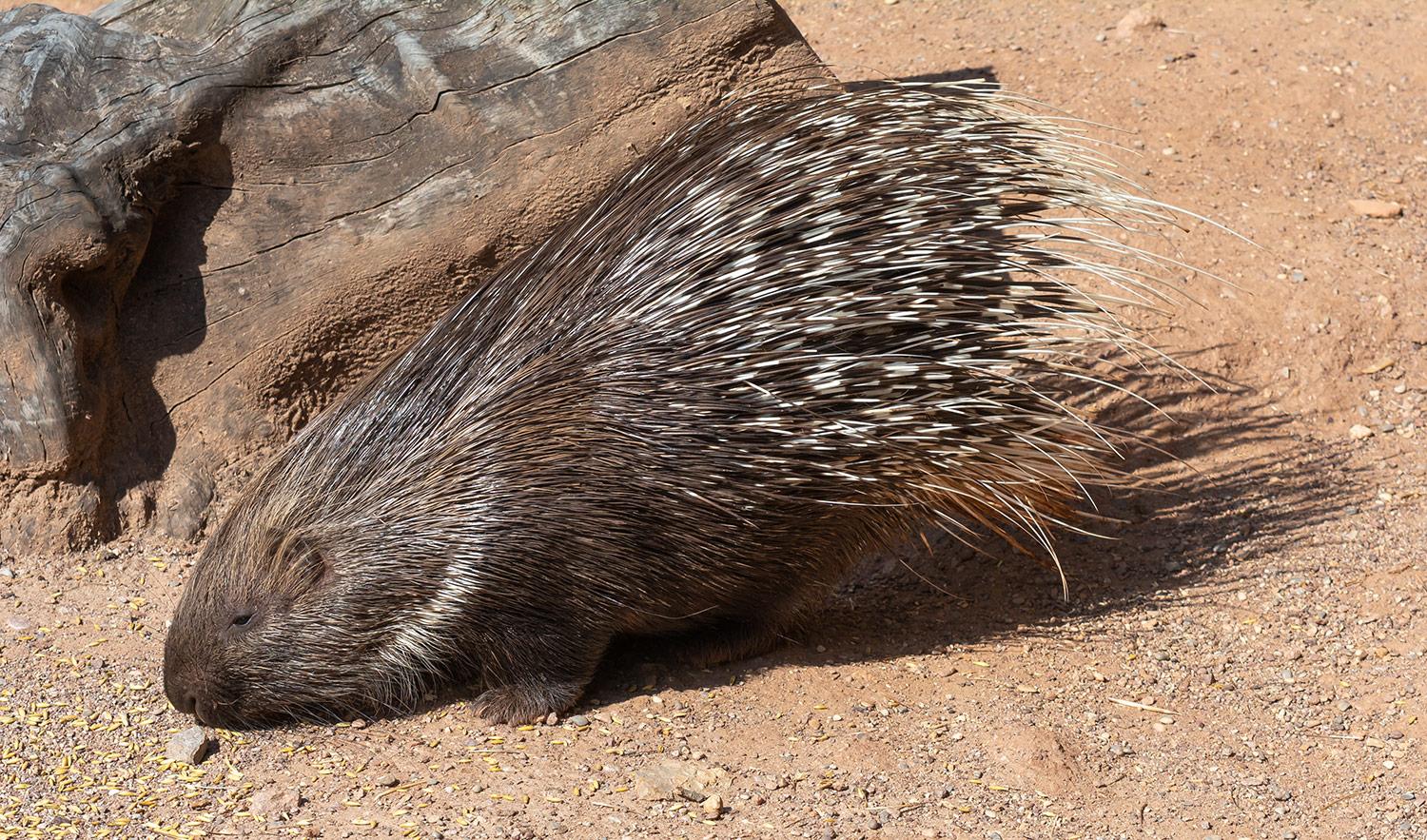 Weißschwanz-Stachelschwein