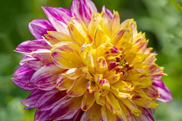 Boogie Woogie Dahlia