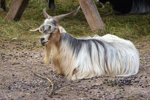Bulgarische Langhaarziege