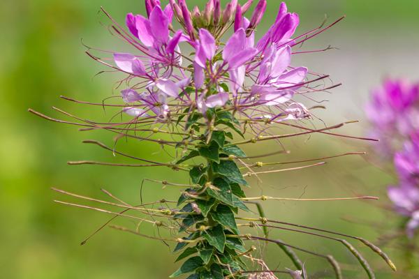 Cleome spinosa 'Sparkler Violet' - Spinnenblume