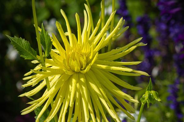 Dahlia Gryson's Yellow Spider - Kaktusdahlie