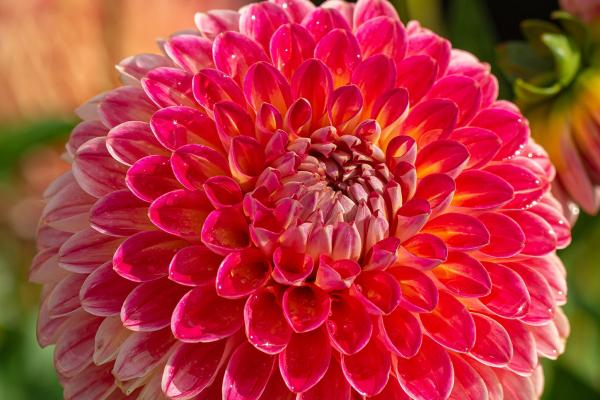 Dahlia Siegfried Koschker - Balldahlie