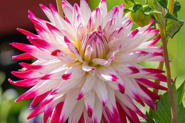 Dahlia Thomas E. Edison - Dekorative Dahlie