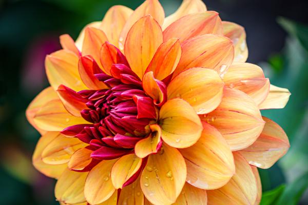 Dahlie - Creme de Cognac