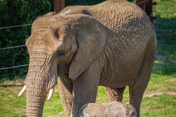Der Star im Thüringer Zoopark Erfurt