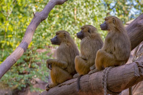 Die Drei vom Tiergarten