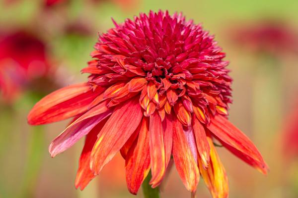 Echinacea purpurea 'Eccentric' - Scheinsonnenhut