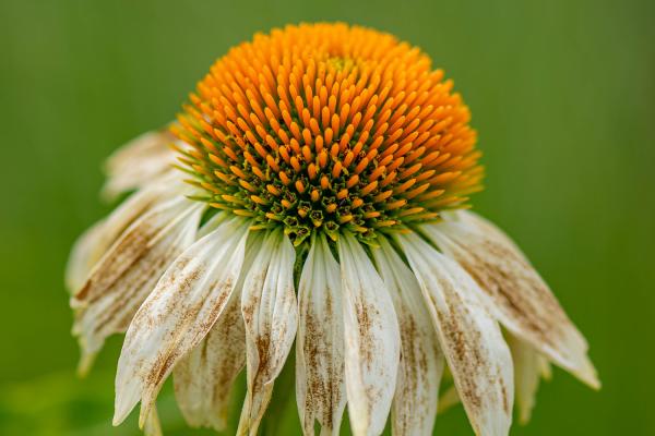 Echinacea purpurea 'Sunrise' - Scheinsonnenhut