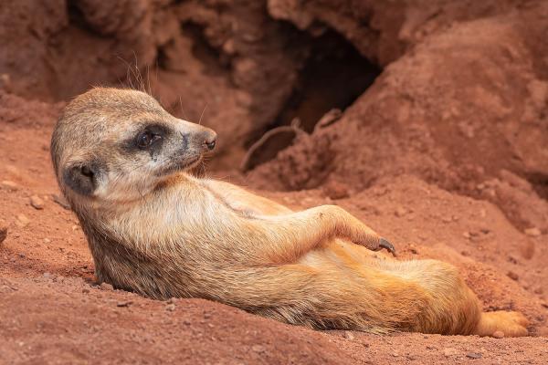 Erdmännchen beim Sonnenbad