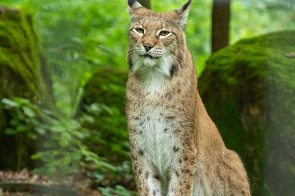 Eurasischer Luchs