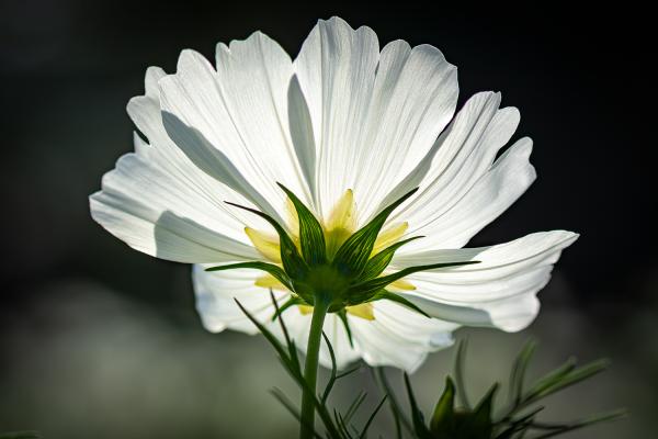 Gegen das Licht