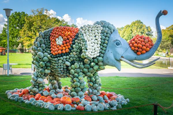 Kürbisausstellung egapark Erfurt 2019 - Zirkuselefant