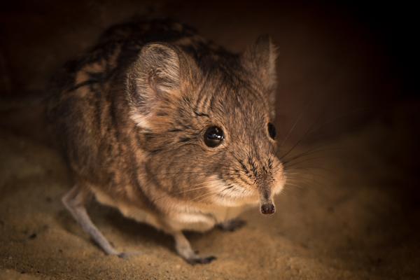 Kurzohrrüsselspringer