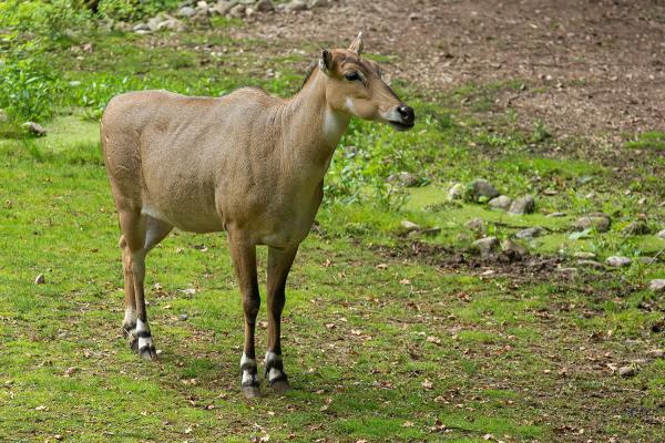 Nilgauantilope