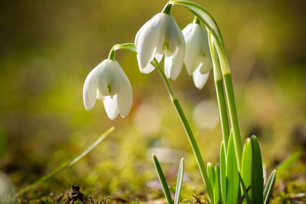 Schneeglöckchen (Galanthus)