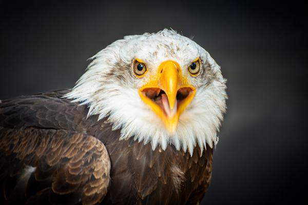 Weißkopfseeadler